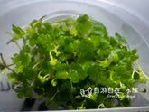 ADA Hydrocotyle tripartita IC014